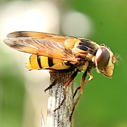 Réf. 348 569 : Volucella inanis